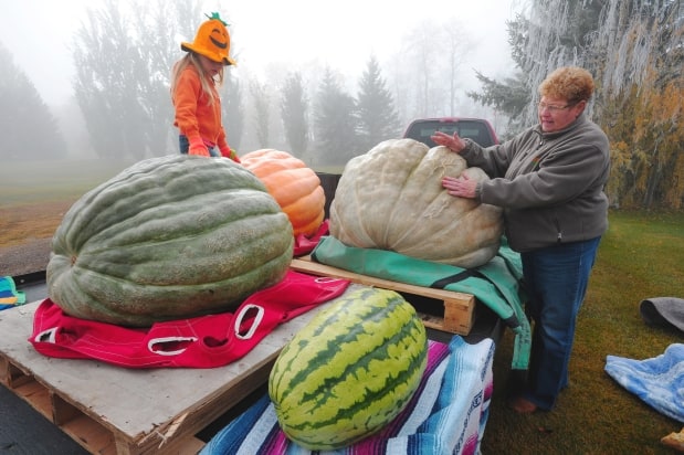 See This: Giant Pumpkin Weigh Off & Fair in Smoky Lake | October 1