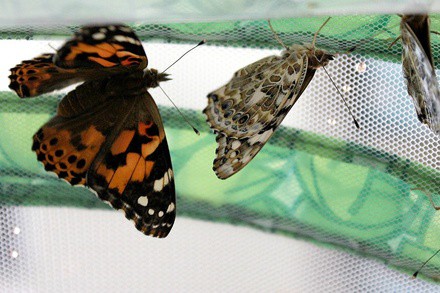 Butterfly Raising Kits Now Available from Education Station
