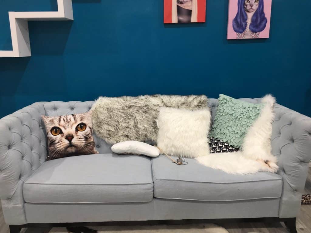 Yes, The Edmonton Cat Cafe on Whyte is Just As Adorable As You Imagined