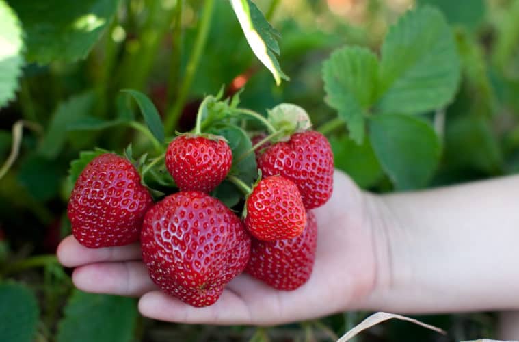 Where to Find U Pick Berries and Farms in Edmonton | 2017