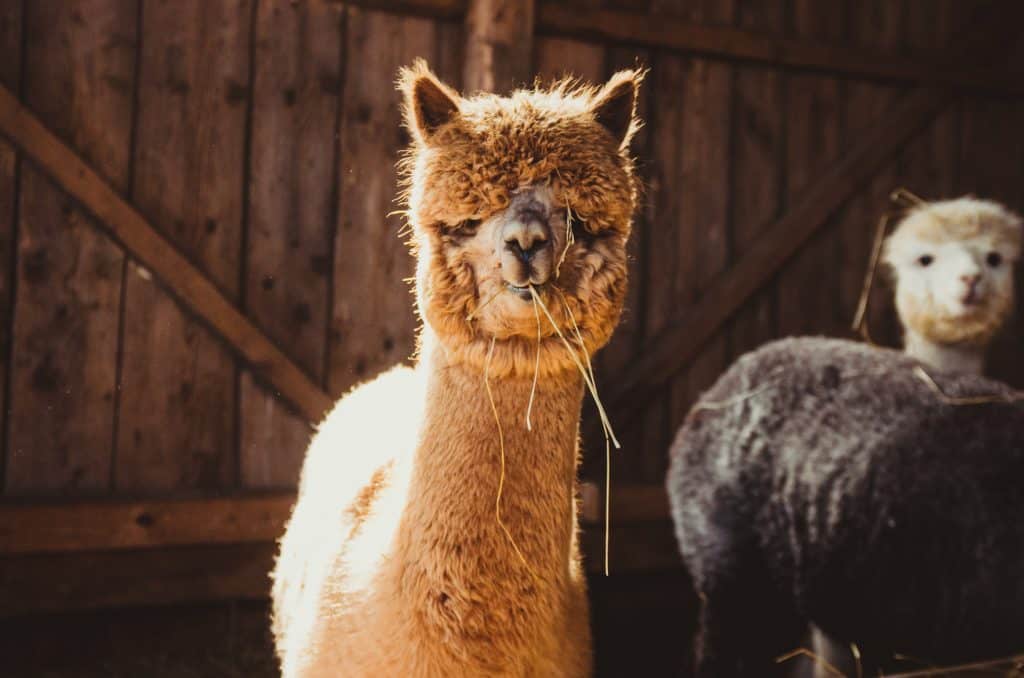 This Edmonton Area Petting Zoo Will Bring Alpacas to Your Party