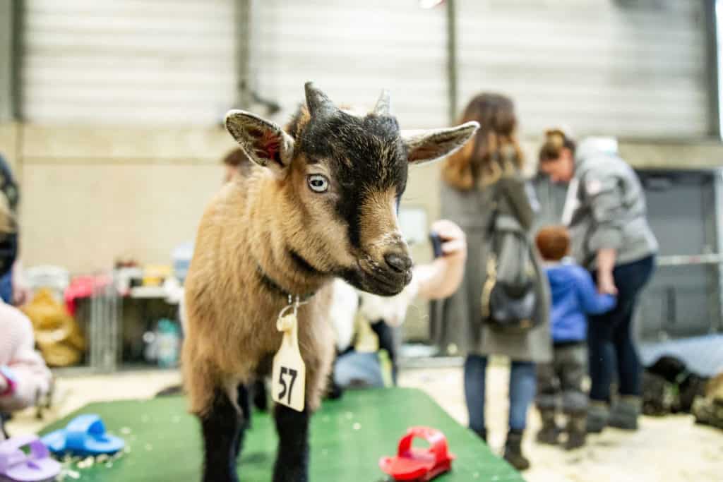 GUIDE: Things to do in Edmonton this Weekend with Kids | March 6-8