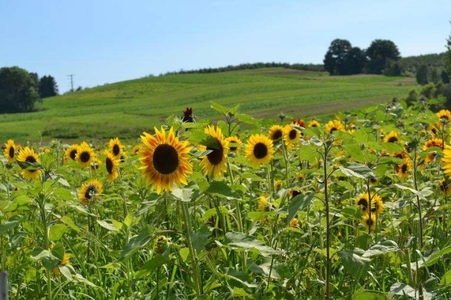 This Summer, You Can Visit this Sunflower Maze outside of Edmonton
