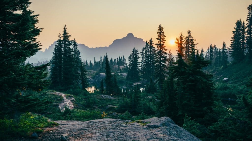 Five Canadian Forests Worth Visiting for an Unforgettable Adventure 