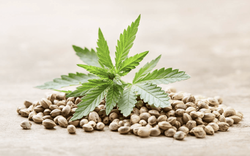 7 Popular feminized Marijuana Seeds and Their Benefits