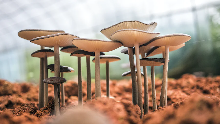 Mushrooms Microdosing: Why is it getting so popular?  