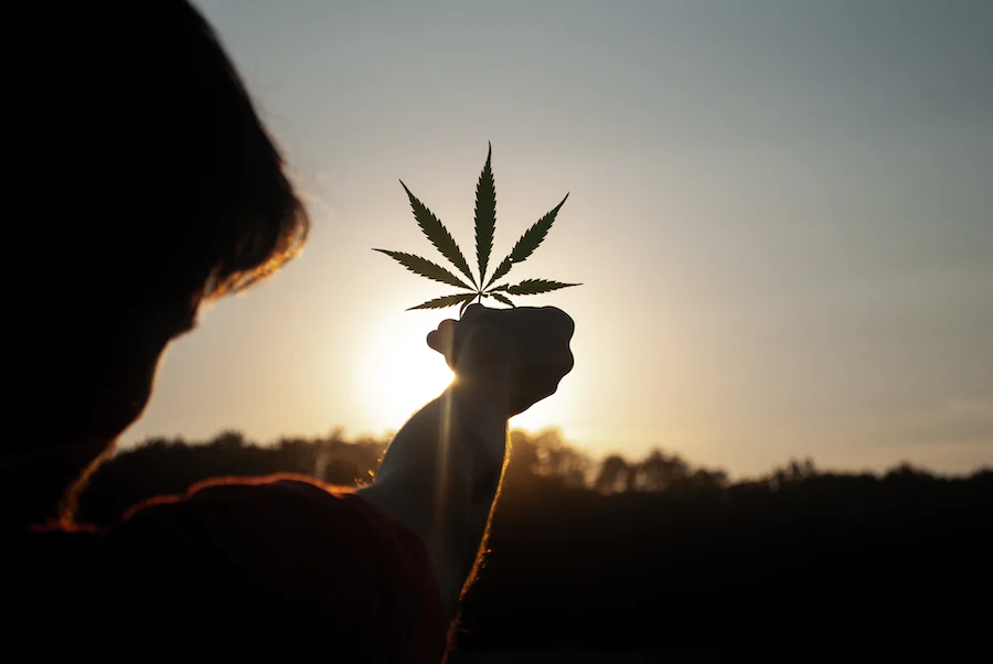 Why Are Marijuana Seeds Important?